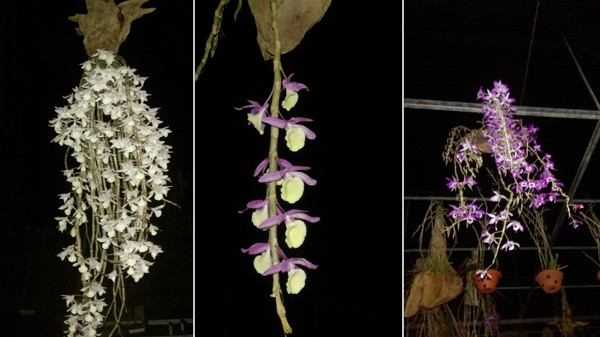 Thời gian tới, anh Long dự tính mở rộng diện tích, tự nhân giống để giảm giá thành, phục vụ người chơi phong lan bình dân. Ảnh: Baohatinh.