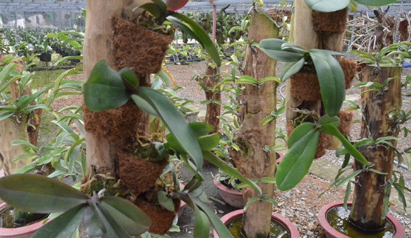 Nhiều giống lan đột biến có giá tới 20 triệu đồng. Ảnh: Baohatinh.