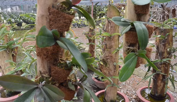 Nhiều giống lan đột biến có giá tới 20 triệu đồng. Ảnh: Baohatinh.