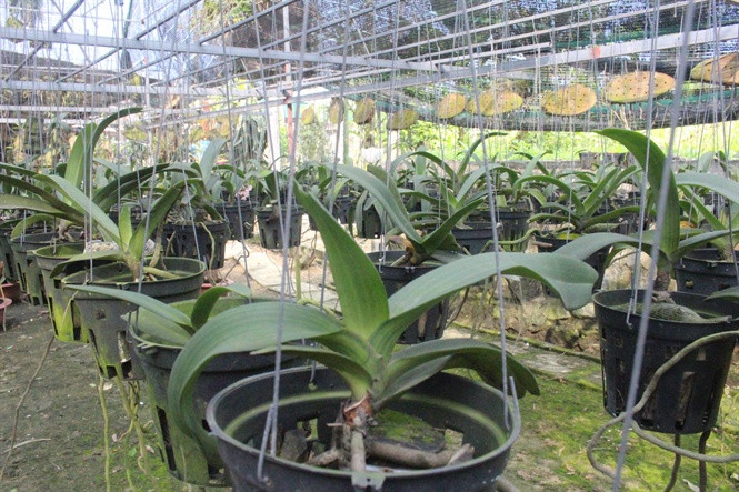 Vườn lan rộng được xây dựng bằng giàn khung 2 tầng, cách mặt đất 2m, phía trên phủ lưới che mát. Ảnh: Nongnghiep.