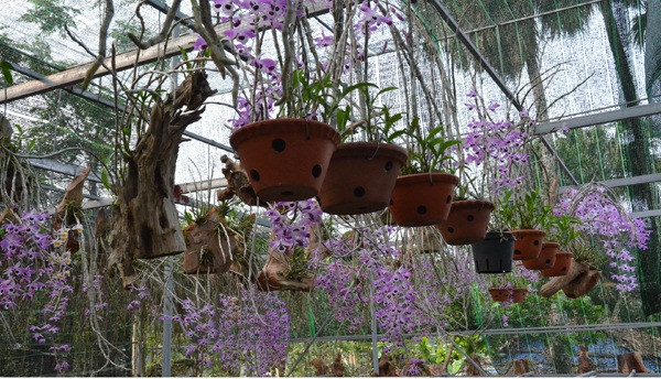 Gần đây, anh Long có nhiều khách quen nên nhiều lúc không có đủ lan để bán. Ảnh: Baohatinh.