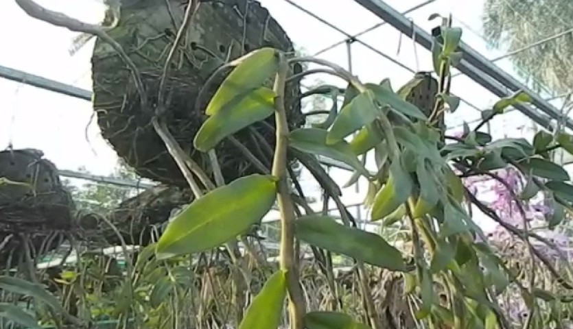 Theo anh Long, giá trị mỗi giò lan phụ thuộc vào độ quý hiếm và vẻ đẹp của loài hoa. Ảnh: Dân Việt.