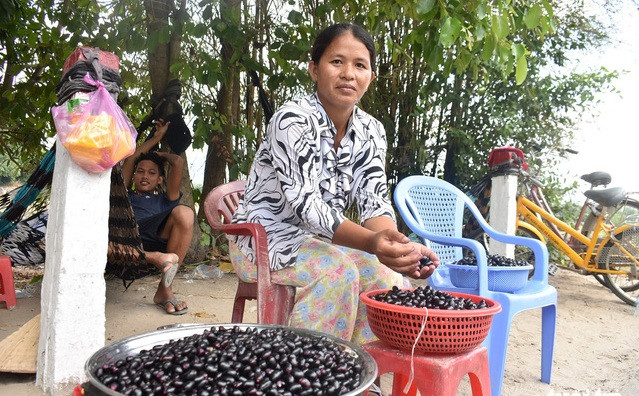 Trâm chín đen bóng, mọng nước, ăn có vị chua chua, ngọt ngọt và hơi chát. Ảnh: Tuổi trẻ.