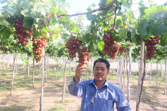 Nho có vị ngọt vừa, chua thanh, rất dễ ăn. Ảnh: Nongnghiep.