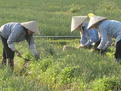 Mùa thu hoạch hành tươi ở Nam Sách phục vụ Tết nhộn nhịp. Ảnh: Haiduong.