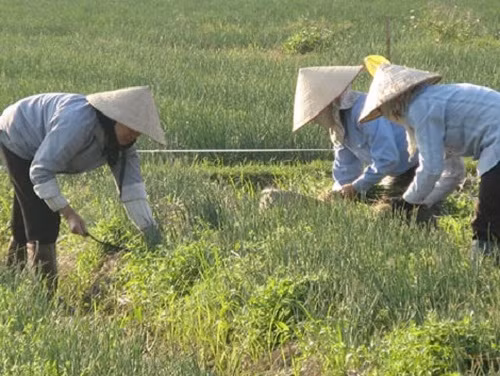 Mùa thu hoạch hành tươi ở Nam Sách phục vụ Tết nhộn nhịp. Ảnh: Haiduong.