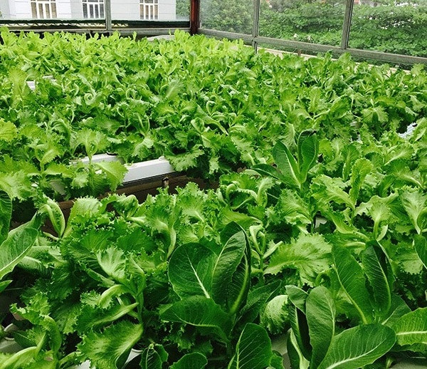 Các loại rau trồng chủ yếu là xà lách romain xanh, romain đỏ...Ảnh: Lisado.