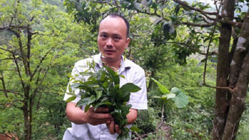 Thường mọc trong rừng sâu, trên những vách núi cao nhưng vài năm gần đây, rau sắng - đặc sản ở xã Hương Sơn, huyện Mỹ Đức (Hà Nội) có giá bán từ 300.000 - 400.000 đồng/kg, thậm chí có khi lên đến 1 triệu đồng/kg. Ảnh: Dân Việt.