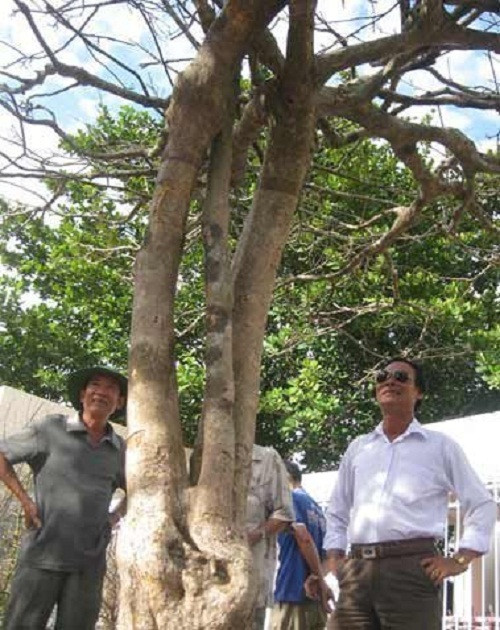 Khách đến xem không khỏi ngưỡng mộ về sức sáng tạo của nghệ nhân. Ảnh: Vietnamnet.