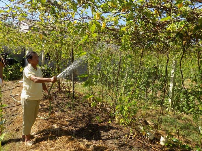 Vườn hoa thiên lý của ông Sinh có khoảng hơn 100 gốc, cho thu hoạch bình quân từ 10-15 kg/ngày. Với giá bán từ 30.000-40.000 đồng/kg, mỗi ngày ông Sinh thu về từ 300.000 - 700.000 đồng. Ảnh: Dân Việt.