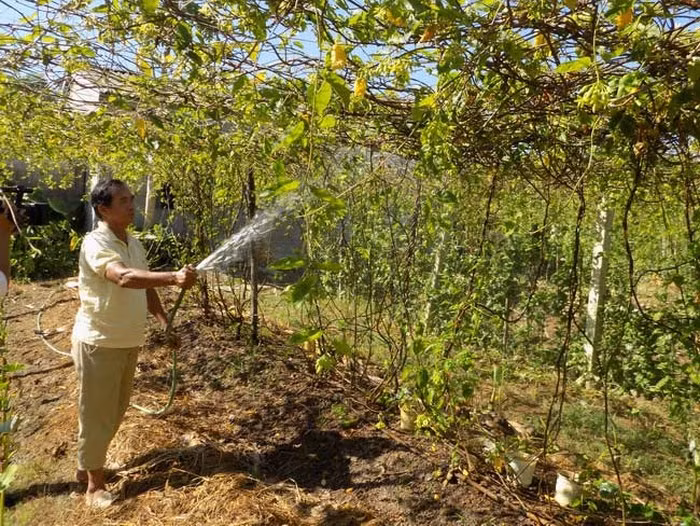 Vườn hoa thiên lý của ông Sinh có khoảng hơn 100 gốc, cho thu hoạch bình quân từ 10-15 kg/ngày. Với giá bán từ 30.000-40.000 đồng/kg, mỗi ngày ông Sinh thu về từ 300.000 - 700.000 đồng. Ảnh: Dân Việt.