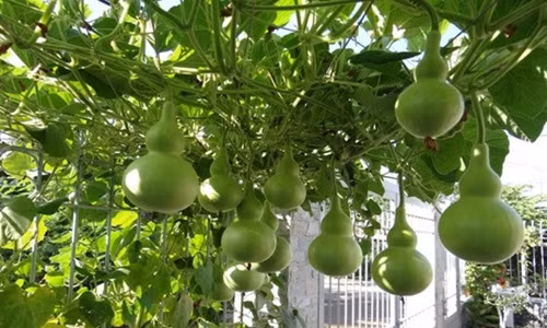 Cùng họ với mướp, cây bầu cũng có thể sinh trưởng nhanh khi được trồng trên ban công. Ảnh: Hoadepvietnam.