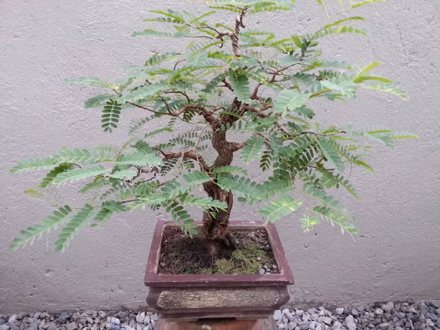 Là cây ưa sáng, vì vậy bạn nên đặt chậu me ở những nơi có nguồn sáng ổn định. Ảnh: Bonsaime.