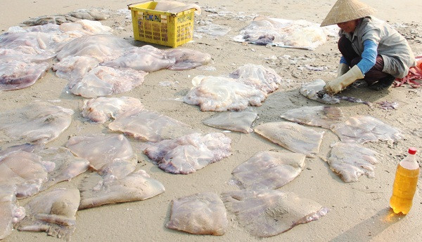 Ngư dân chỉ cần tìm đúng luồng, thả lưới 2 - 3 tiếng là có thể thu lưới để vớt sứa lên thuyền. Ảnh: Baohatinh.