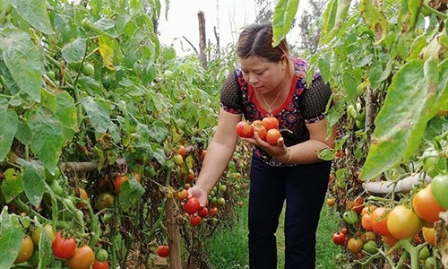Sau 3 tháng trồng, hiện nay bà con nông dân xã Diễn Thành (Diễn Châu, Nghệ An) đang vào vụ thu hoạch cà chua ghép trên gốc cà tím. Ảnh: Baonghean.