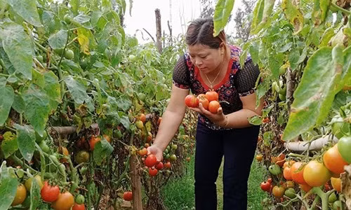 Sau 3 tháng trồng, hiện nay bà con nông dân xã Diễn Thành (Diễn Châu, Nghệ An) đang vào vụ thu hoạch cà chua ghép trên gốc cà tím. Ảnh: Baonghean.