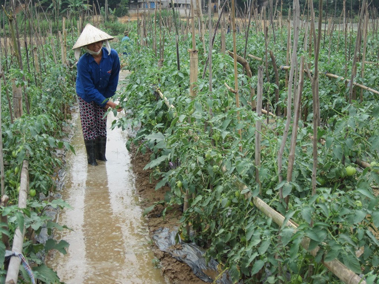 Do hiệu quả kinh tế cao, mô hình trồng cà chua ghép đang được nhân rộng ở nhiều nơi. Ảnh: Baovinhphuc.