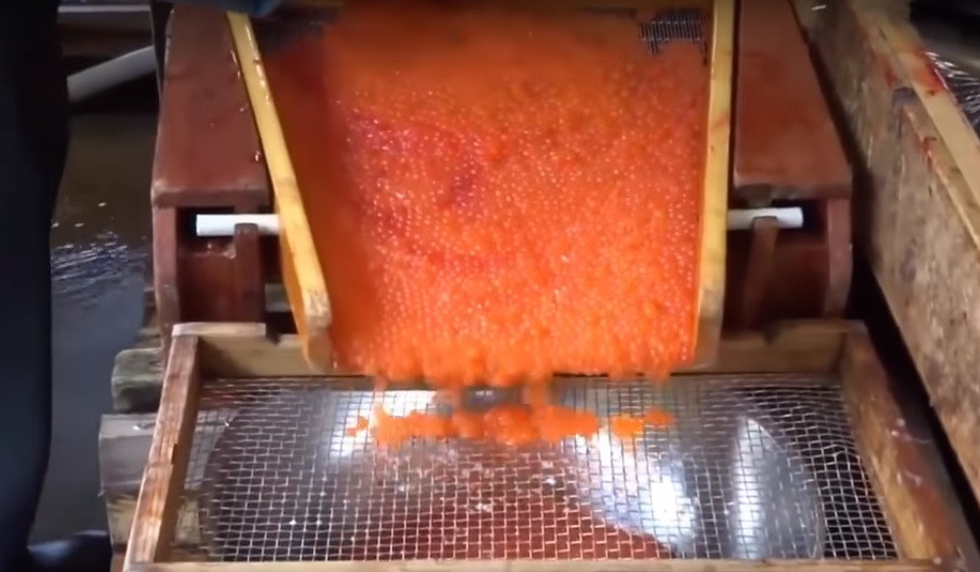 Với trứng cá hồi truyền thống, người Nhật thường ướp với muối hoặc bảo quản trong nước muối rồi mới dùng cho các món ăn.