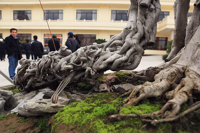 Hai chiếc rễ buông cân đối hai bên, khá tương xứng, kết hợp với phần thân chính tạo thành một chiếc ngai (ghế ngồi của nhà vua). Chính vì thế, cây sanh này được đặt tên là “cây ngai vàng”.