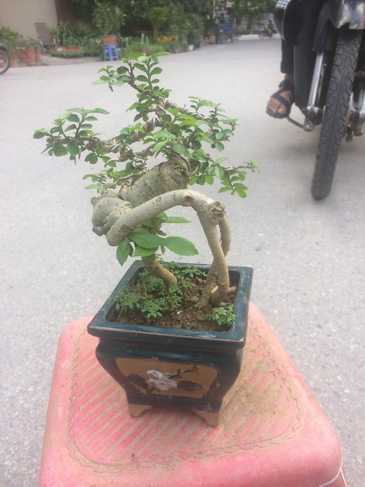 Chậu bonsai duối mini thường dùng để trang trí trong phòng khách, bậu cửa sổ hay bàn làm việc. Ảnh: Bonsaiart.