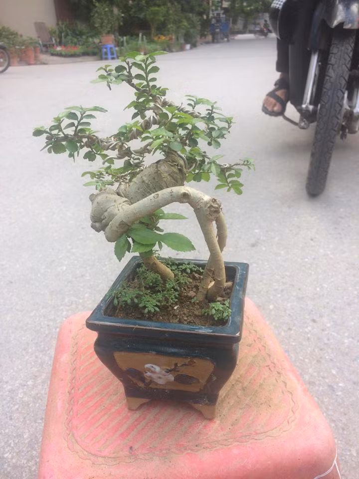 Chậu bonsai duối mini thường dùng để trang trí trong phòng khách, bậu cửa sổ hay bàn làm việc. Ảnh: Bonsaiart.