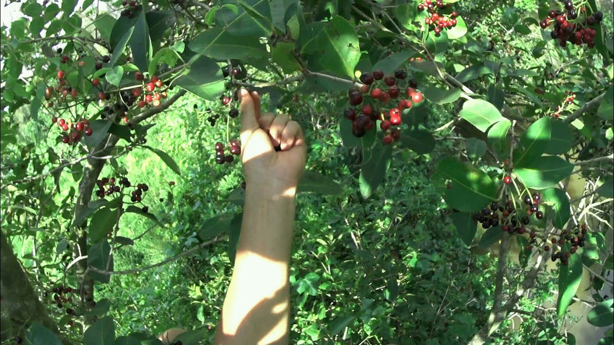 Mỗi cây trâm cho khoảng 40kg quả/vụ. Đầu vụ, các gia đình thu hái được 20kg/ngày, cho thu nhập khoảng 500.000 đồng. Ảnh: Youtube.