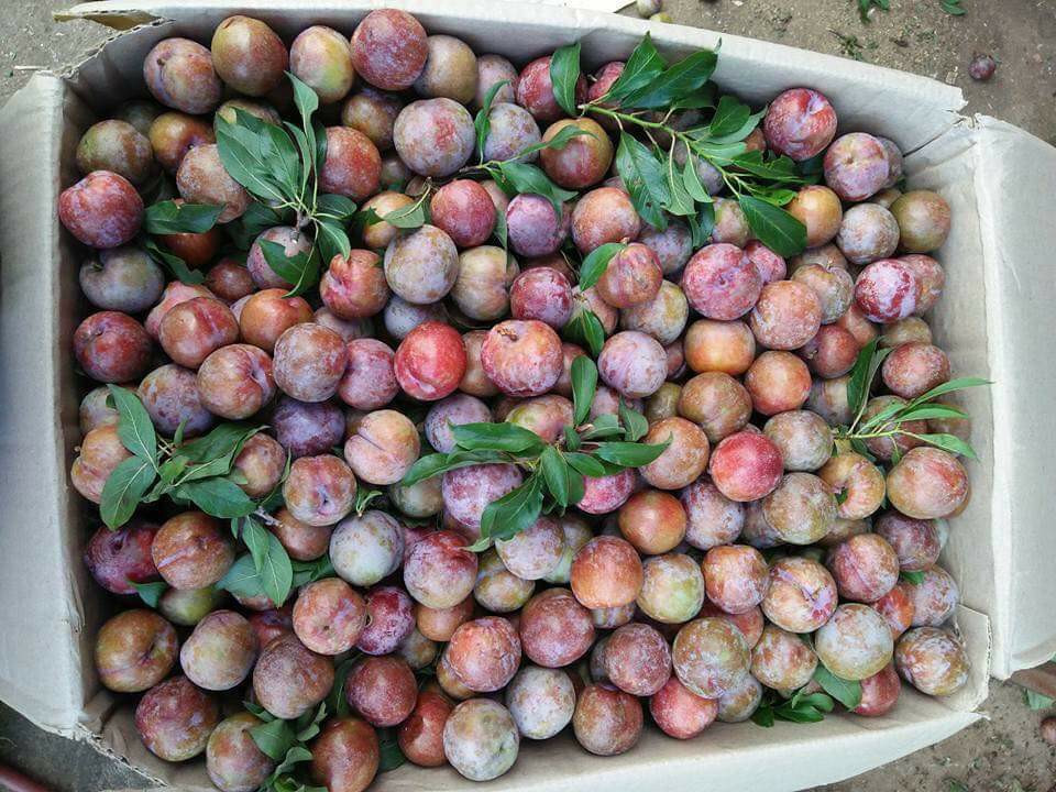 Mận chính vụ to hơn, ngọt hơn và trở thành món ăn vặt của nhiều chị em công sở. Ảnh: FB Nguyễn Hạnh.