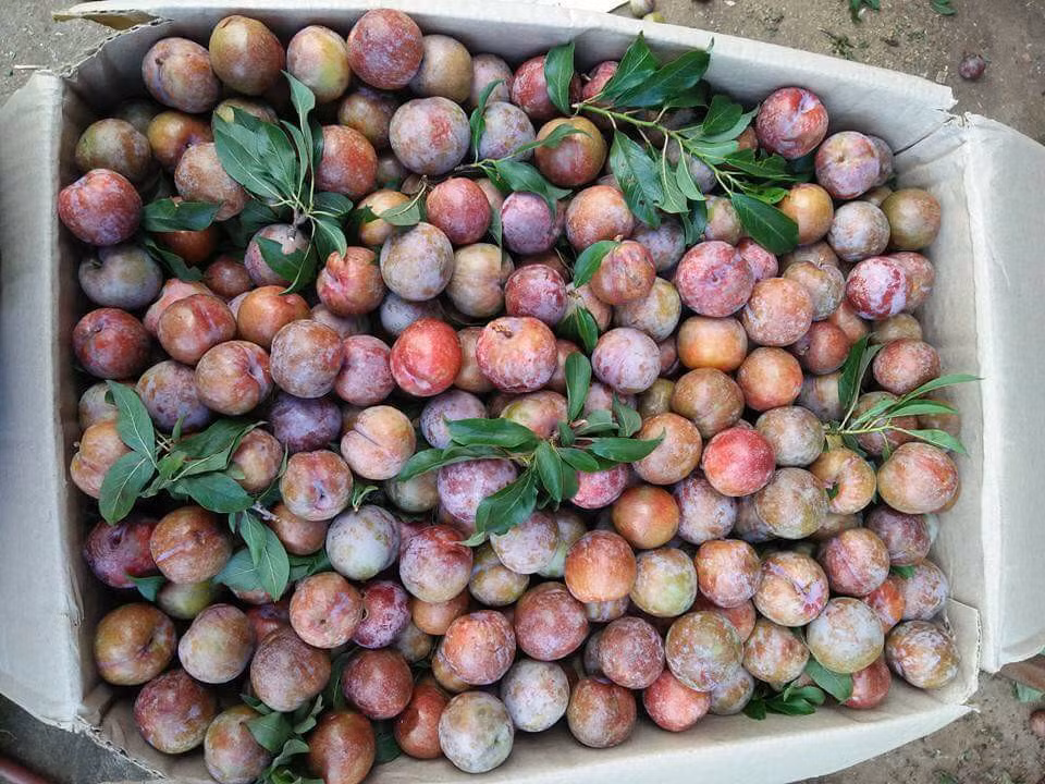 Mận chính vụ to hơn, ngọt hơn và trở thành món ăn vặt của nhiều chị em công sở. Ảnh: FB Nguyễn Hạnh.