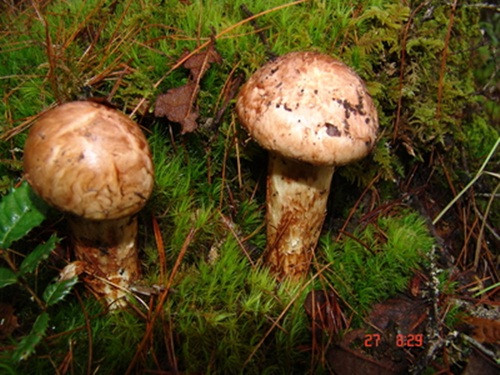 Nấm Tùng nhung tươi có nhiều tại Bhutan (quốc gia nhỏ bé ở Nam Á) nơi những rừng thông tự nhiên xanh ngắt, không khí trong lành nguyên vẹn. Ảnh: Printest.