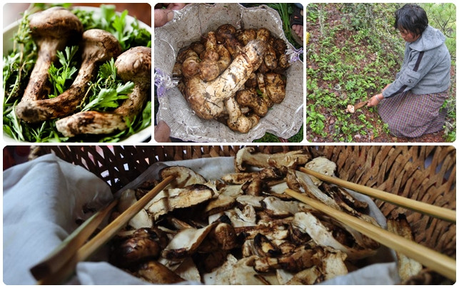 Tháng 8 là mùa thu hoạch nấm Matsutake ở Bhutan. Giá nấm tươi tại Bhutan cũng rẻ so với giá tại Nhật Bản. Ảnh: Menlha Herbs.