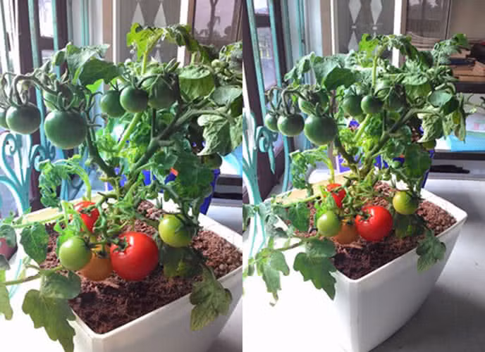 Là cây trồng ôn đới song nhiều giống cà chua lại có thể thích nghi với thời tiết mùa hè, đất cao và khô ráo. Ảnh: Khoahocdoisong.