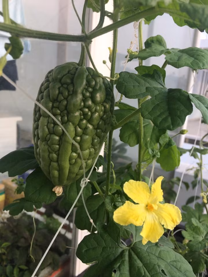 Cây có hoa màu vàng như mướp đắng thường. Ảnh: FB Hoa Nắng.