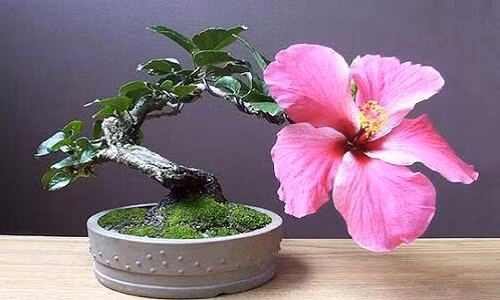 Chậu bonsai nở rực để trước hiên nhà thực sự có tác dụng chào đón các vị khách.