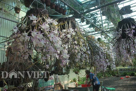 Theo anh Nguyễn Thế Bắc, lan hoàng thảo vôi được bán theo kg, khoảng 180.000-200.000 đồng/kg, còn bán theo giò thì khoảng 200.000 – 300.000 đồng/giò