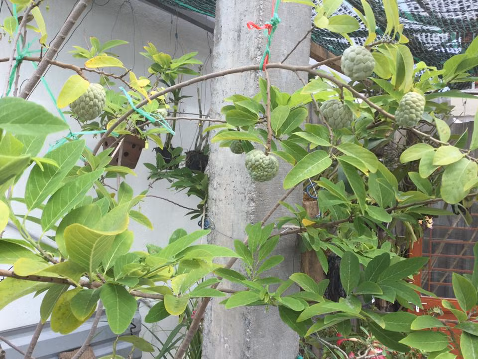 Cây na góc vườn cũng cho không ít quả.