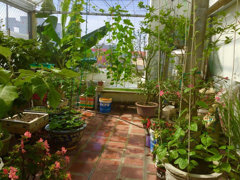 Mới đây, trên Facebook nhiều người tỏ ra vô cùng ngưỡng mộ trước một vườn rau trái tốt um trên sân thượng của bác Trần Xuân Mai ở phường An Hải Đông, quận Sơn Trà, thành phố Đà Nẵng.