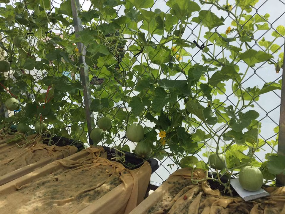 Những trái dưa lê lúc lỉu, căng tròn.