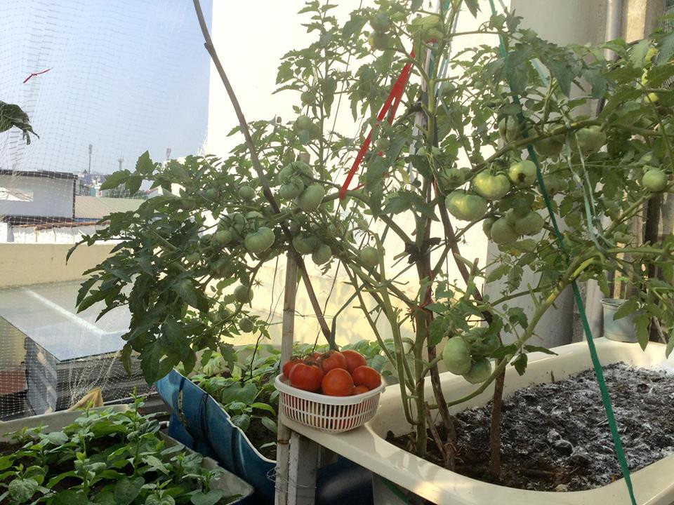 Cà chua sai trĩu quả.