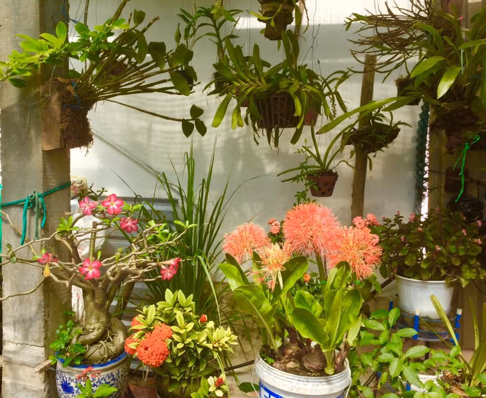 Bên cạnh rau, quả, bác Mai cũng dành một phần diện tích để trồng các loại hoa.