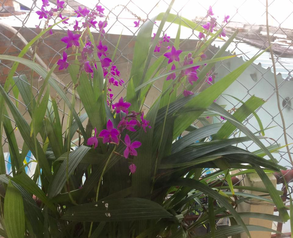 Phong lan tím đẹp hút mắt.