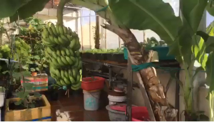 Bụi chuối tốt um cho buồng to, đẹp sau khoảng 11 tháng chăm sóc.