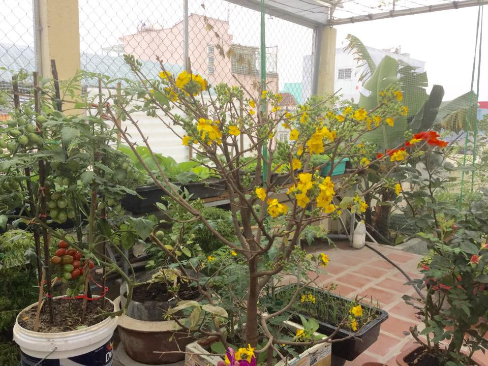 Mai vàng trong thùng xốp.