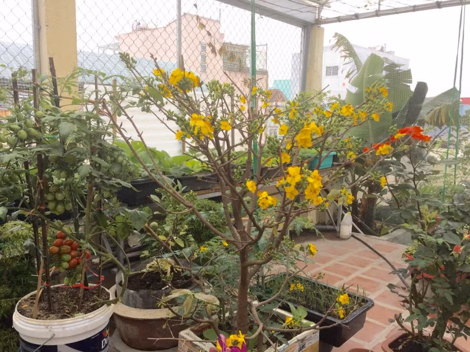 Mai vàng trong thùng xốp.