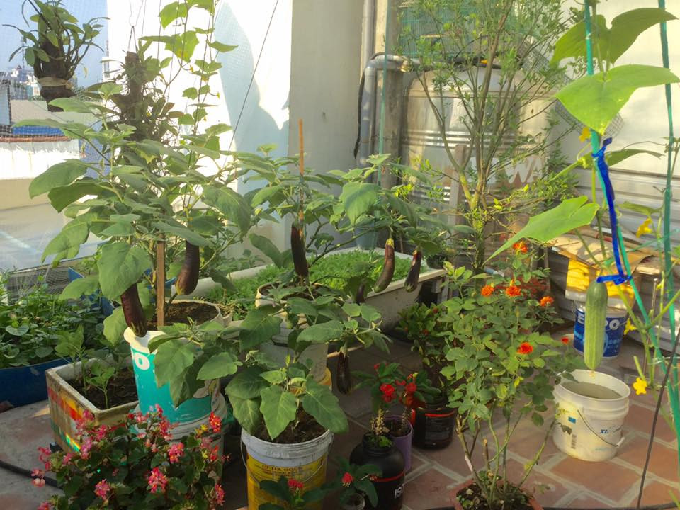 Cà tím đã bắt đầu cho thu hoạch.