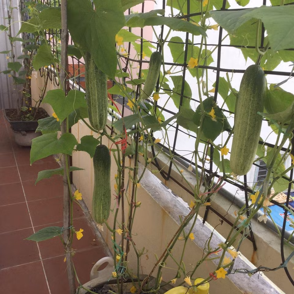 Giàn dưa chuột thích mắt với quả to và mập.