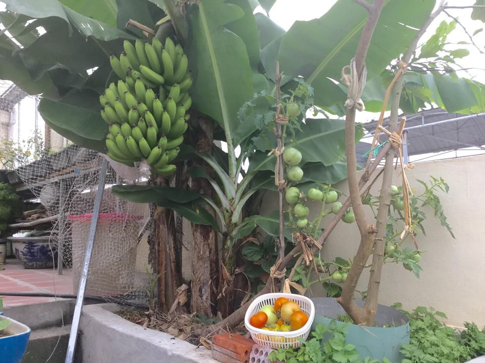Chuối được bác Mai trồng từ cây giống trong chậu đúc bê tông khoảng 1m2.