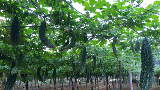 Với giá bán từ 10.000 - 12.000 đồng/kg, giàn mướp đắng cho thu nhập trên 20 triệu mỗi sào. Ảnh: Baonghean.