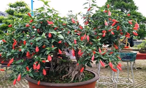 Dâm bụt cổ thụ chi chít hoa đỏ chót có giá tiền triệu. Ảnh: FB Cây Hồng Phụng.