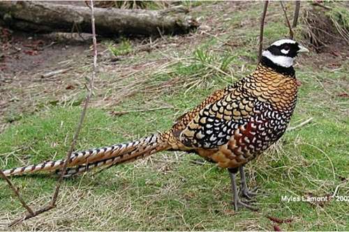 Chim trĩ Vân Nam (trĩ hoàng đế) có giá hơn 7 triệu đồng/con. Ảnh: Vuonchimviet.