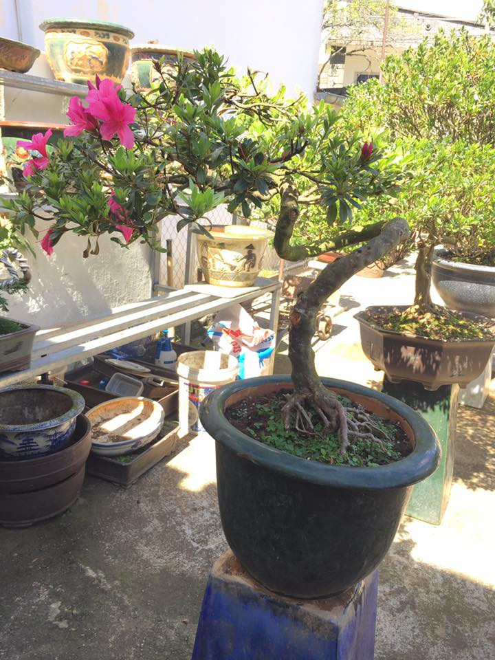 Bonsai đỗ quyên dáng uốn lượn siêu đẹp. Ảnh: FB Dinh Thuy.